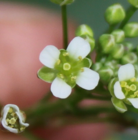 Capsella bursa pastoris Biologie végétale