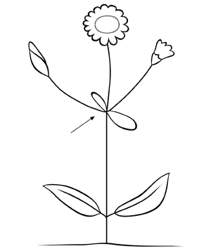 Bractée - Biologie végétale