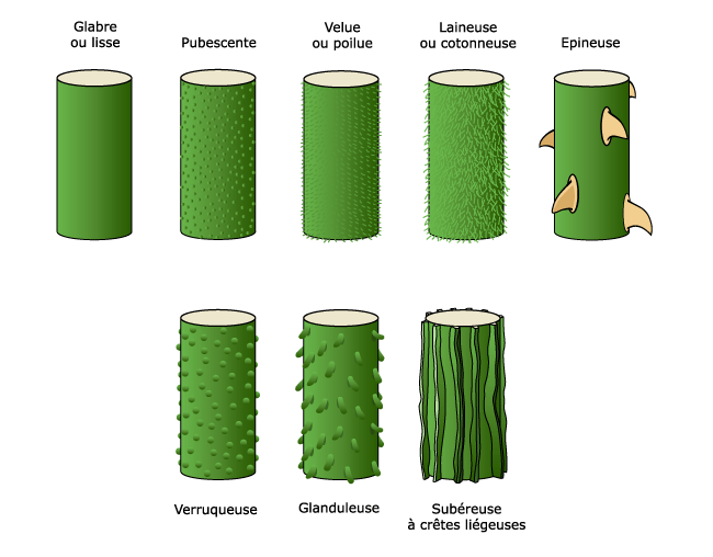 Tiges et bourgeons Formation en biologie végétale