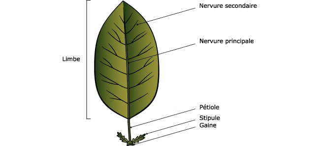 règne végétal > feuille > structure d'une feuille image