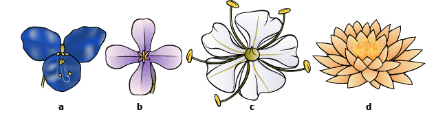 Fleur - Vikidia, l'encyclopédie des 8-13 ans