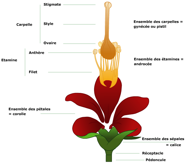 Fleurs - Biologie végétale