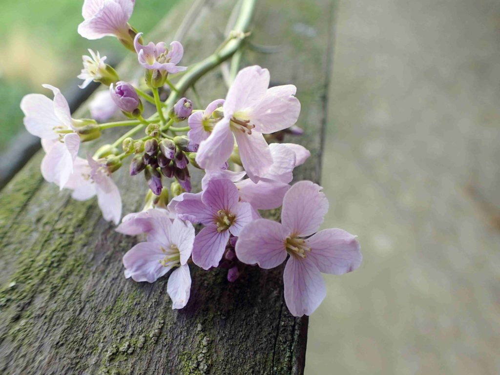 Cardamine pratensis (Inflorescence)