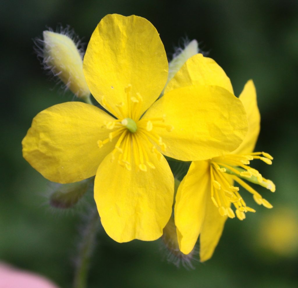 Chelidonium majus (inflorescence)
