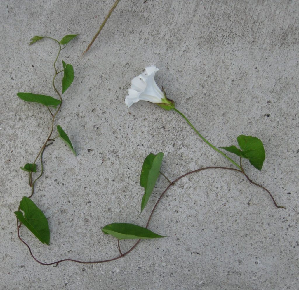 Convolvulus sepium (plante enti&egrave;re)