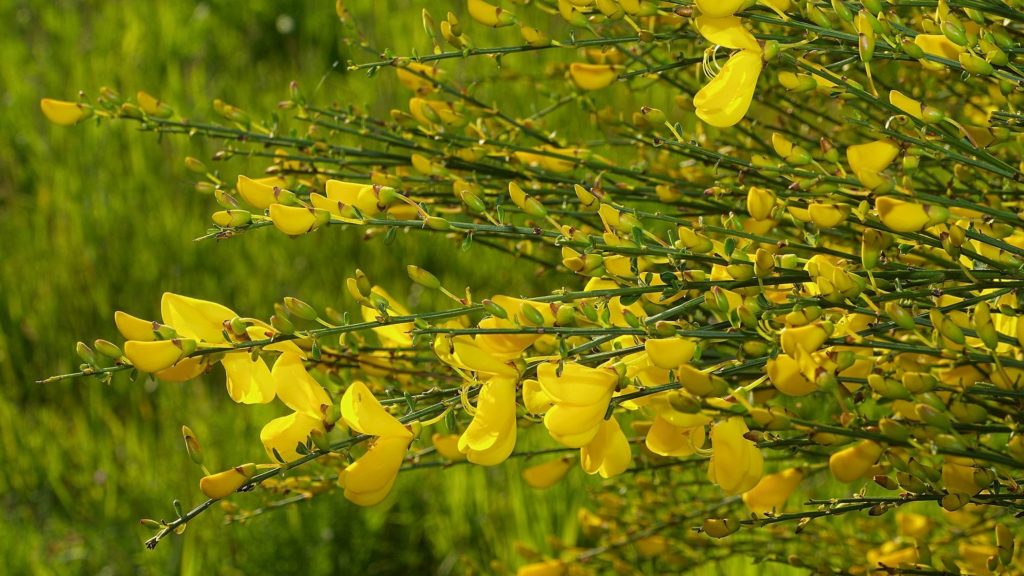 Cytisus scoparius (inflorescence)