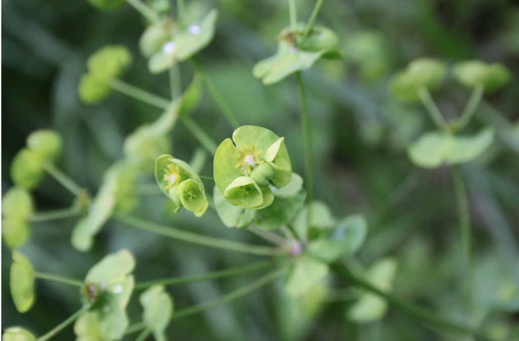 Euphorbia amygdalo&iuml;des (inflorescence)