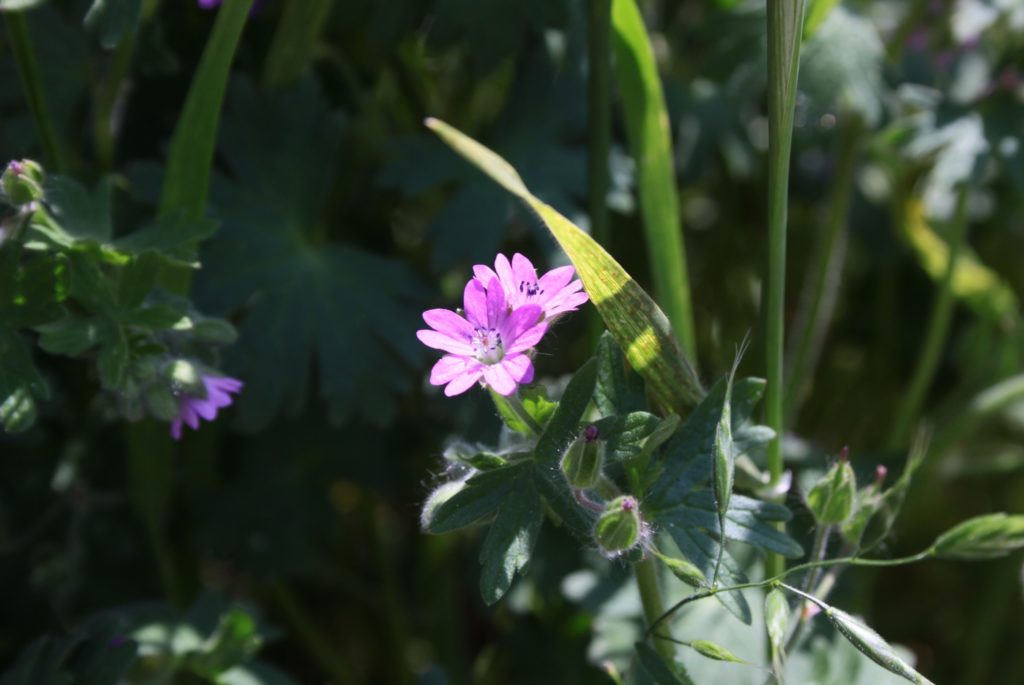 Geranium pyrenaicum (inflorescence)