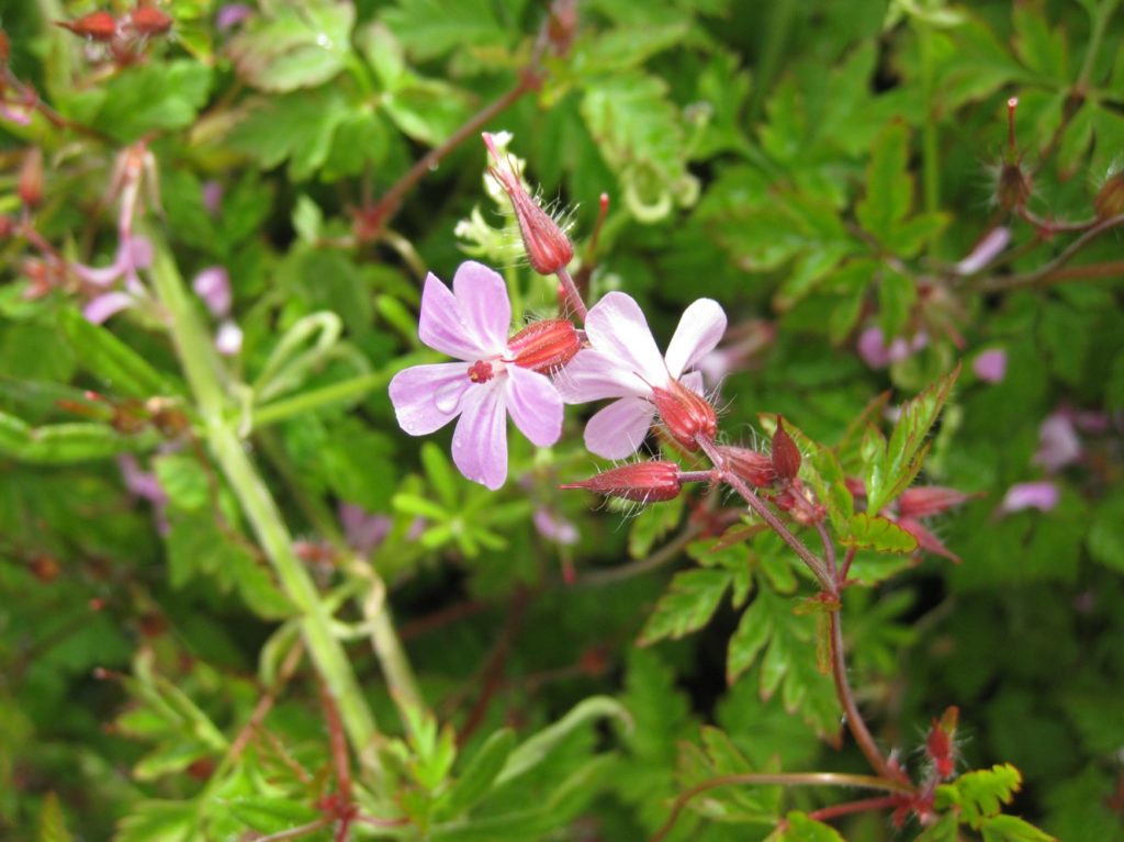 Geranium robertianum (inflorescence)