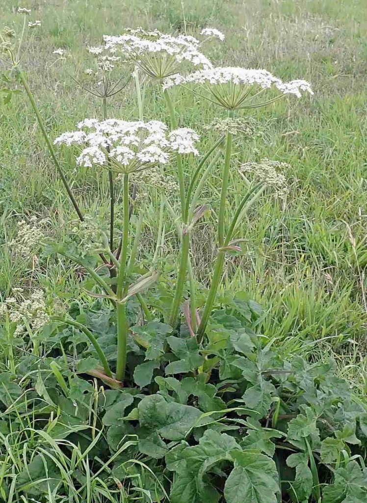 Heracleum sphondylium (plante enti&egrave;re)