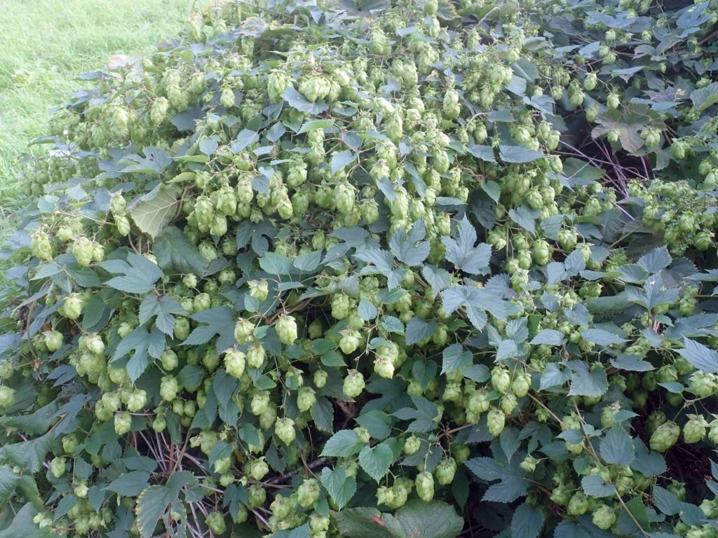 Humulus lupulus (plante enti&egrave;re)