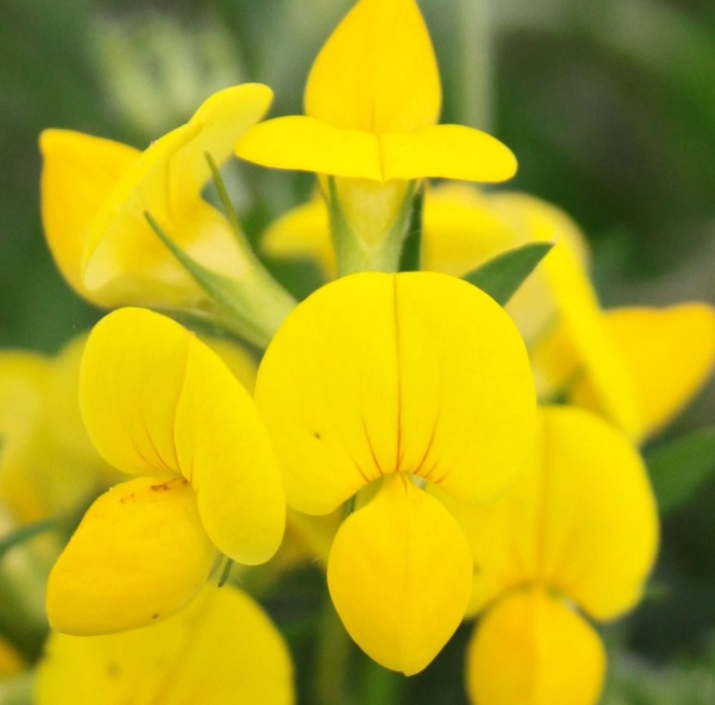Lotus corniculatus (inflorescence)