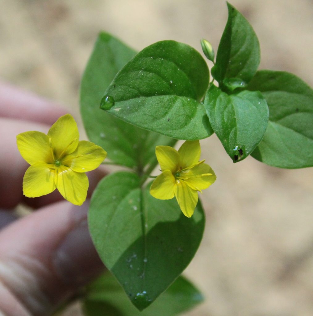 Lysimachia nemorum (inflorescence)