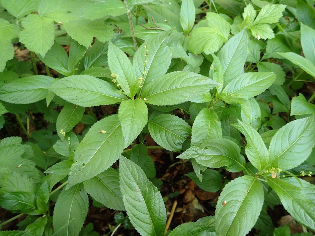 Mercurialis perennis (feuille)