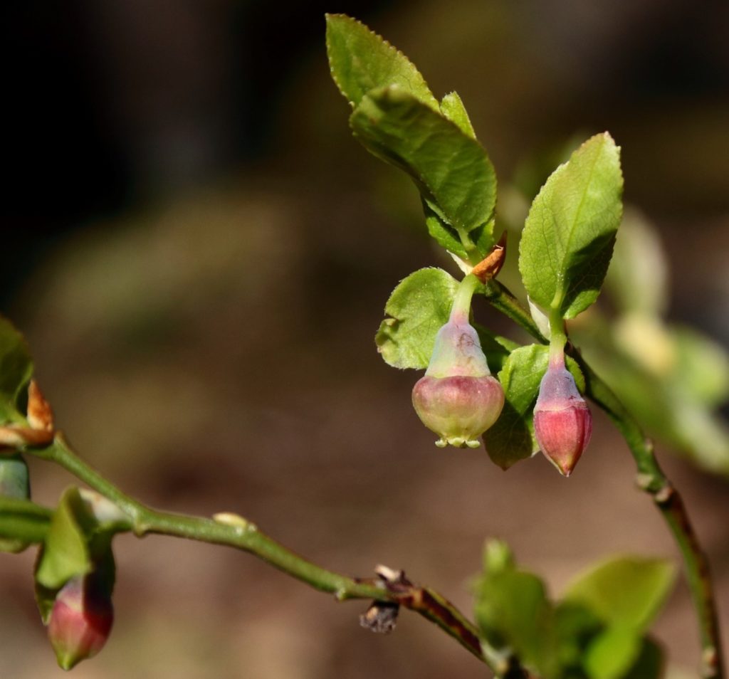 Vaccinium myrtillus (baie)
