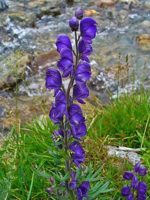 Lire la suite à propos de l’article Aconitum napellus