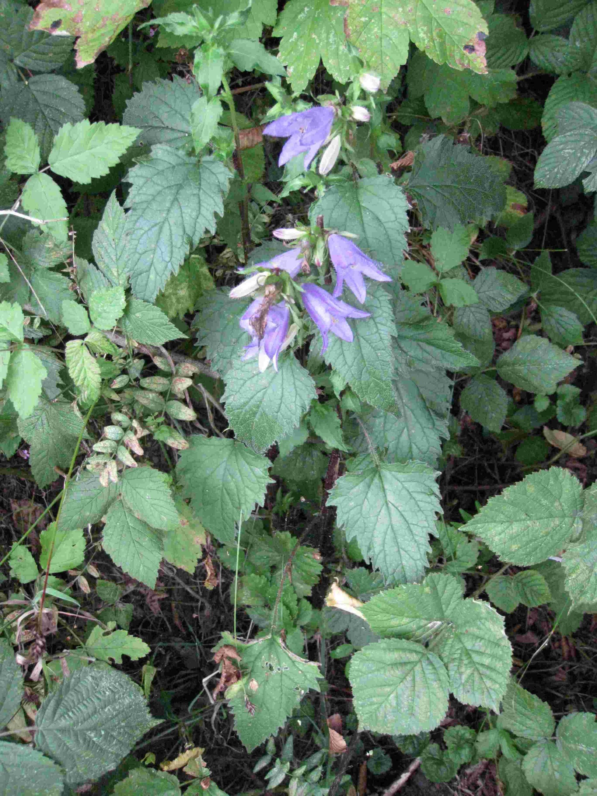 Lire la suite à propos de l’article Campanula trachelium