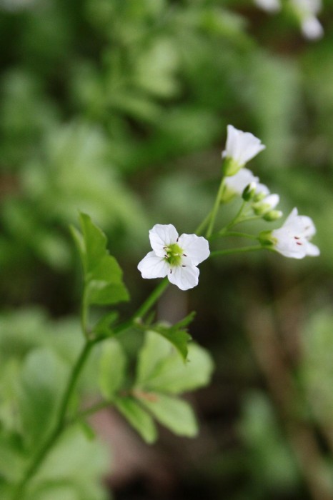 Lire la suite à propos de l’article Cardamine amara