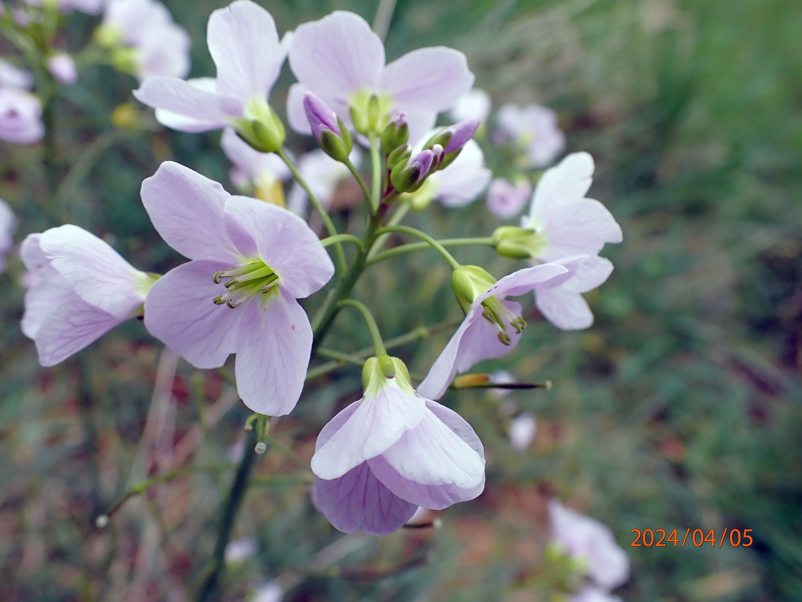 Lire la suite à propos de l’article Cardamine pratensis