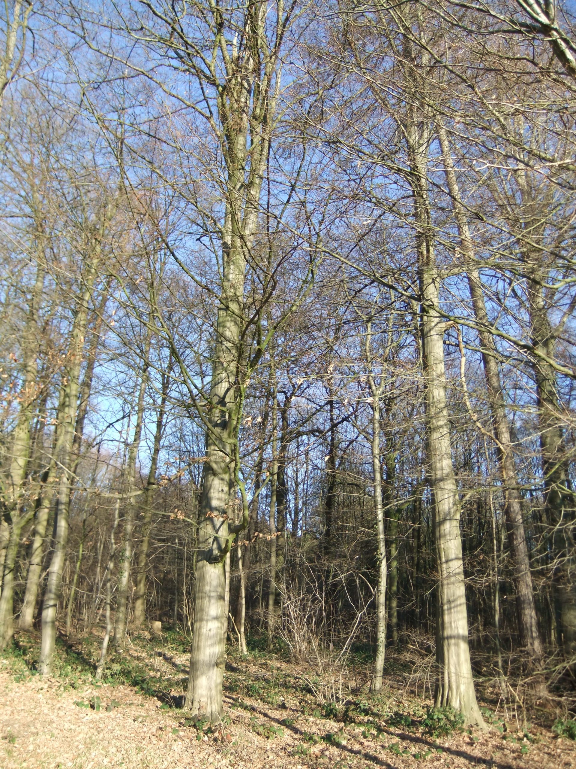 Lire la suite à propos de l’article Carpinus betulus