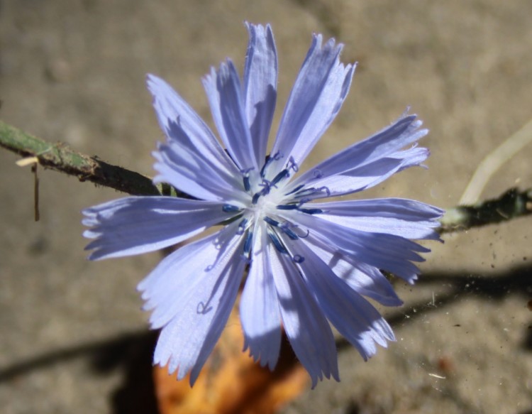 Lire la suite à propos de l’article Cichorium intybus