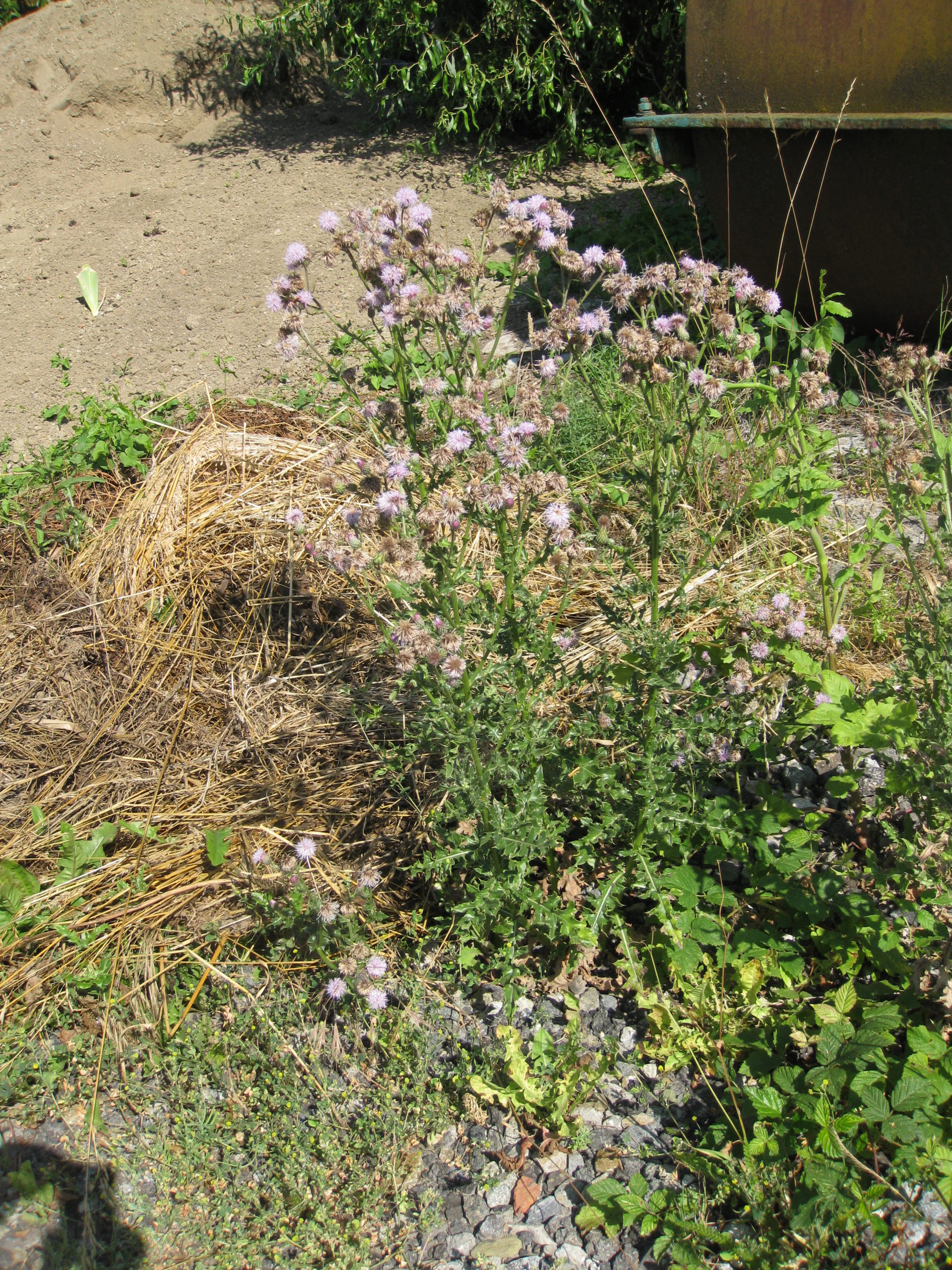 Lire la suite à propos de l’article Cirsium arvense