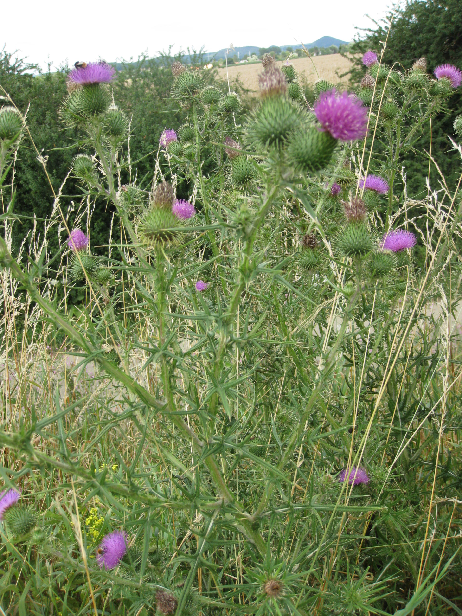 Lire la suite à propos de l’article Cirsium vulgare