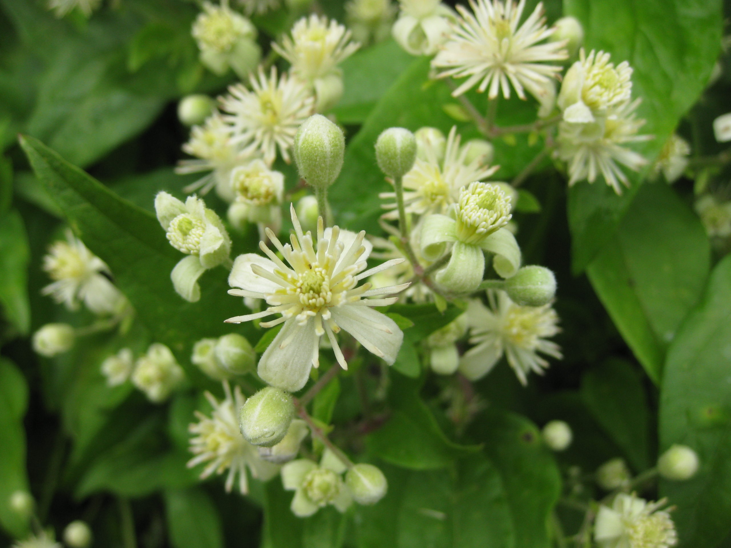 Lire la suite à propos de l’article Clematis vitalba