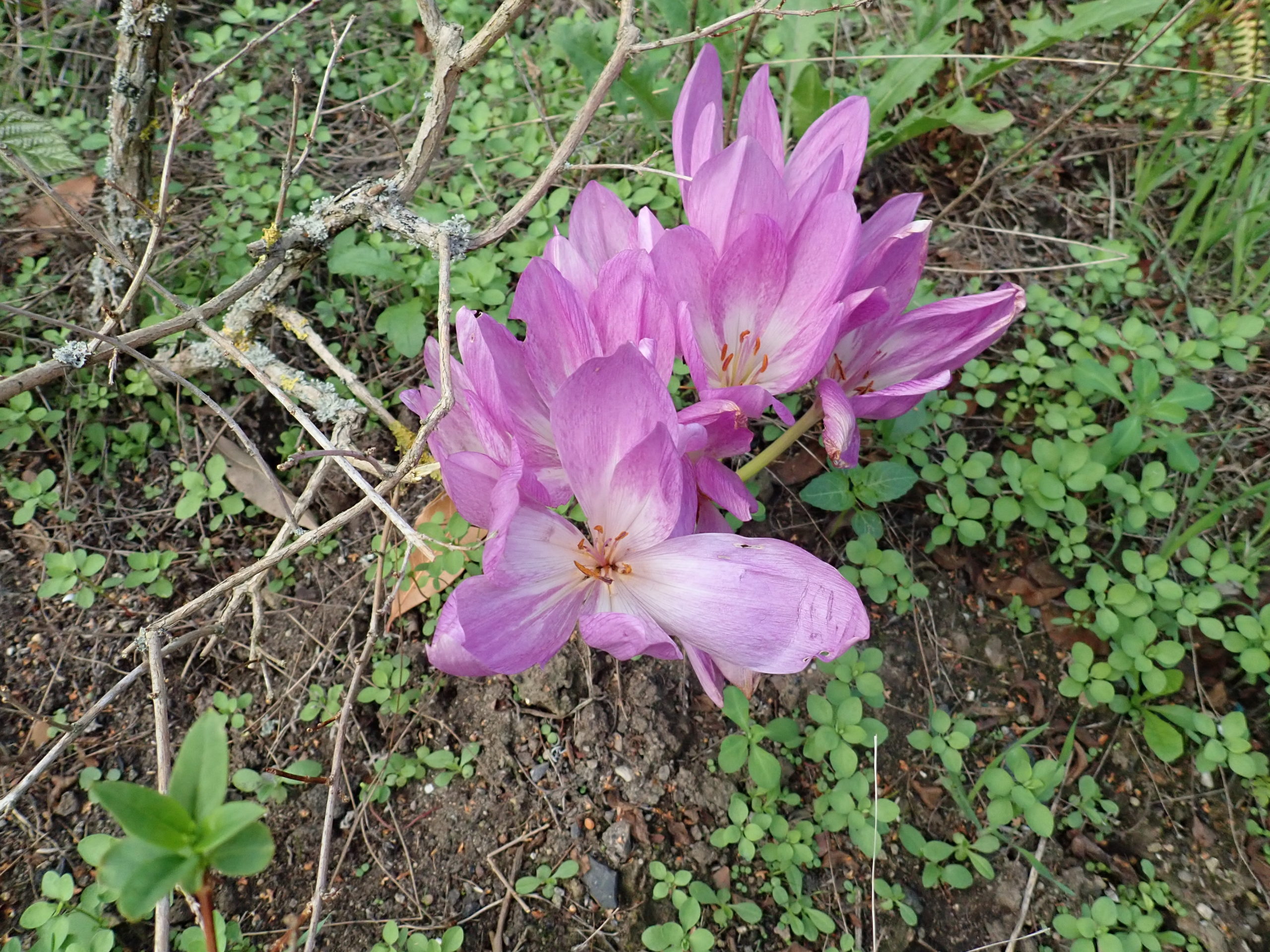 Lire la suite à propos de l’article Colchicum autumnale  L.