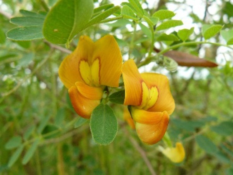 Lire la suite à propos de l’article Colutea arborescens L. subsp. gallica