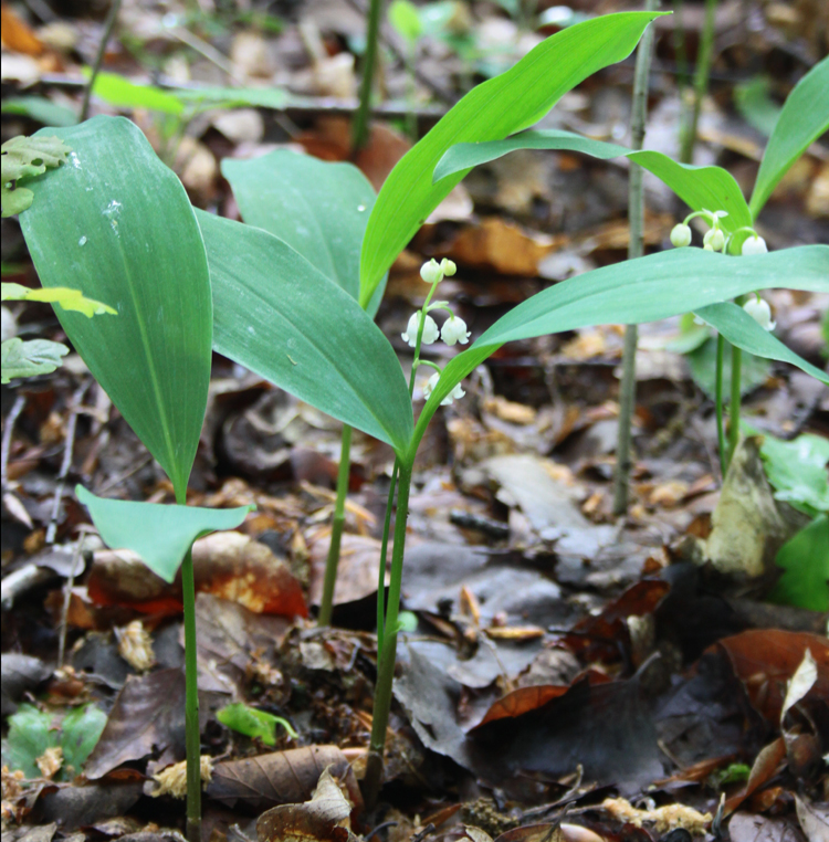 Lire la suite à propos de l’article Convallaria majalis L.