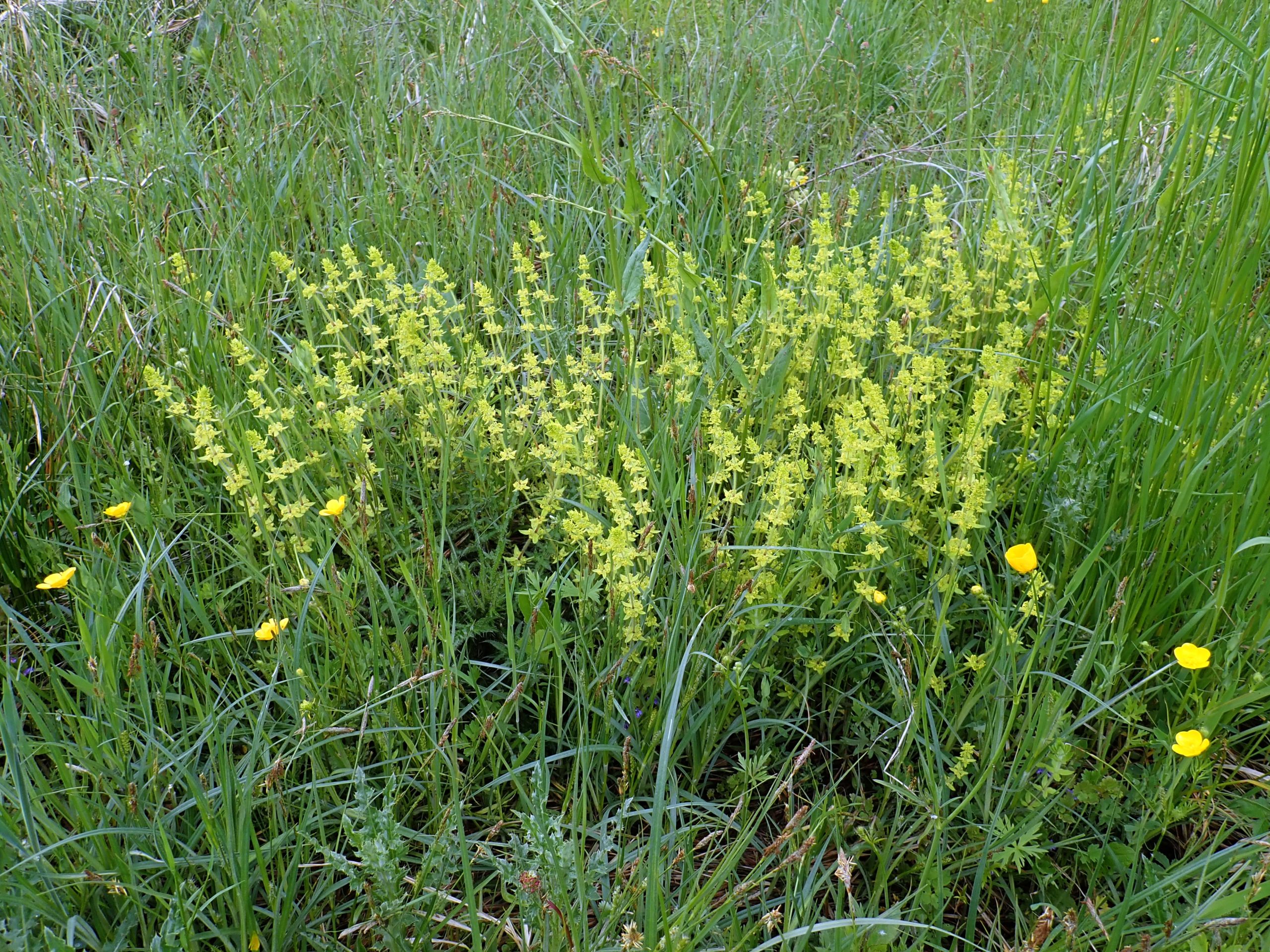 Lire la suite à propos de l’article Cruciata laevipes Opiz