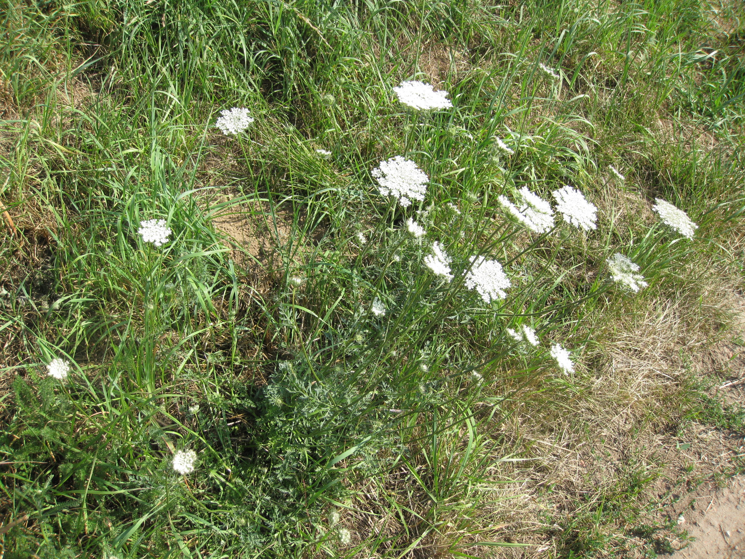 Lire la suite à propos de l’article Daucus carota