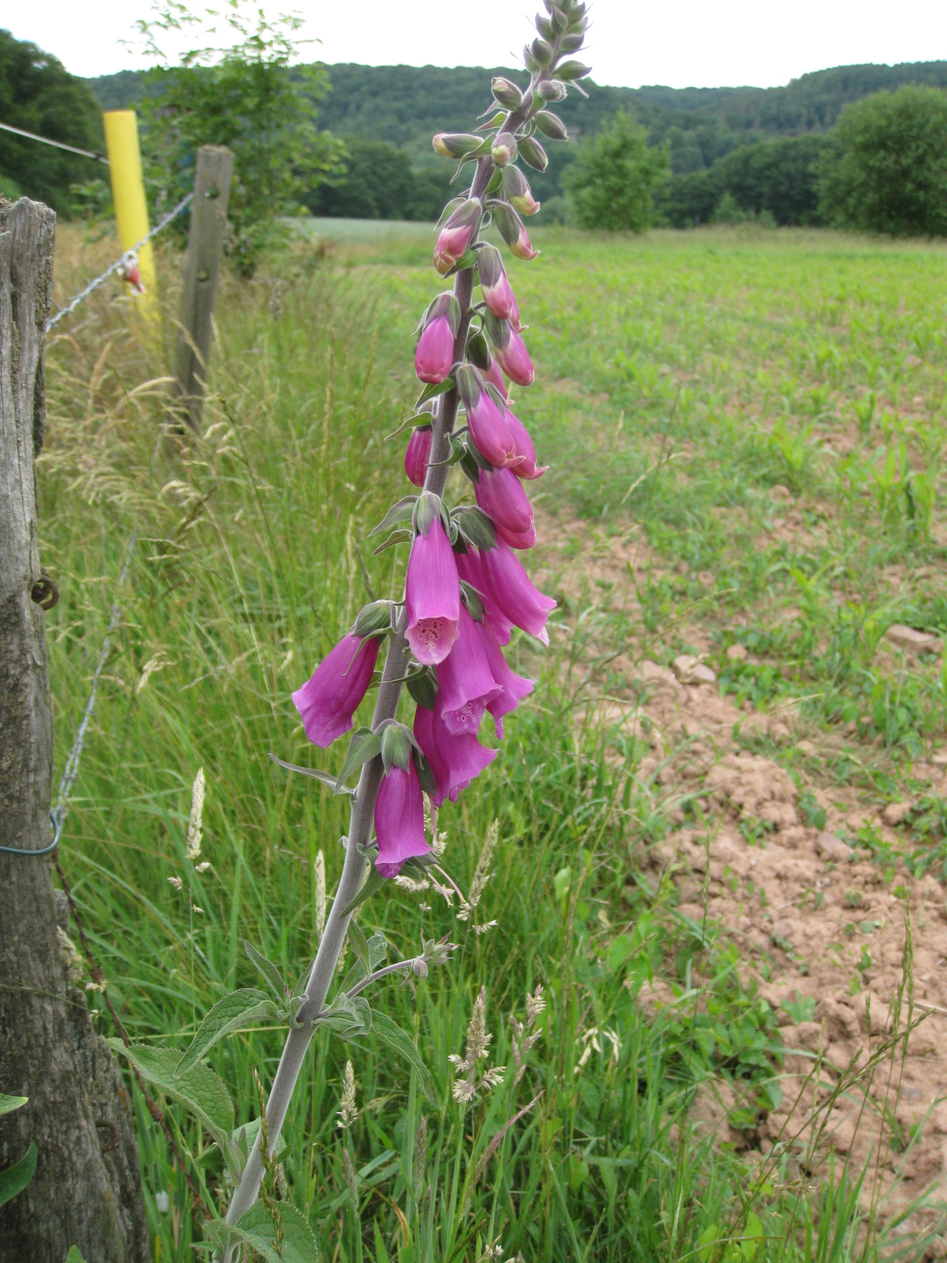 Lire la suite à propos de l’article Digitalis purpurea