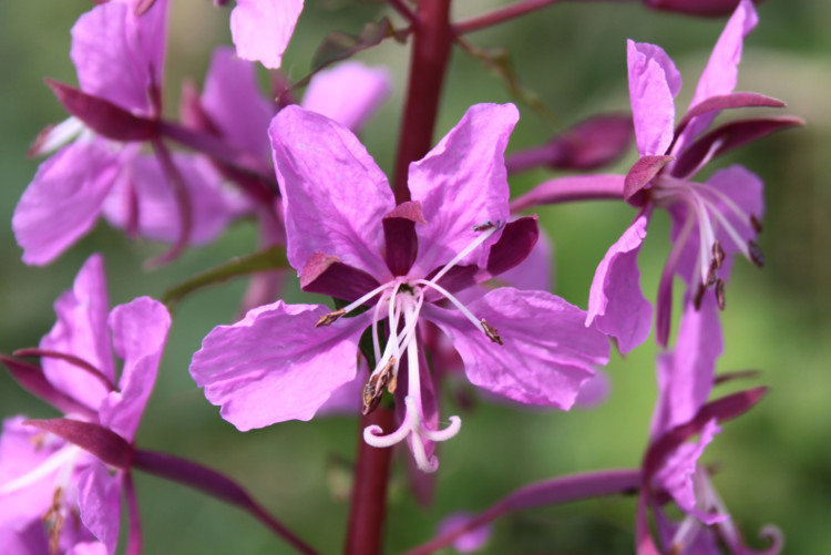 Lire la suite à propos de l’article Epilobium angustifolium L.