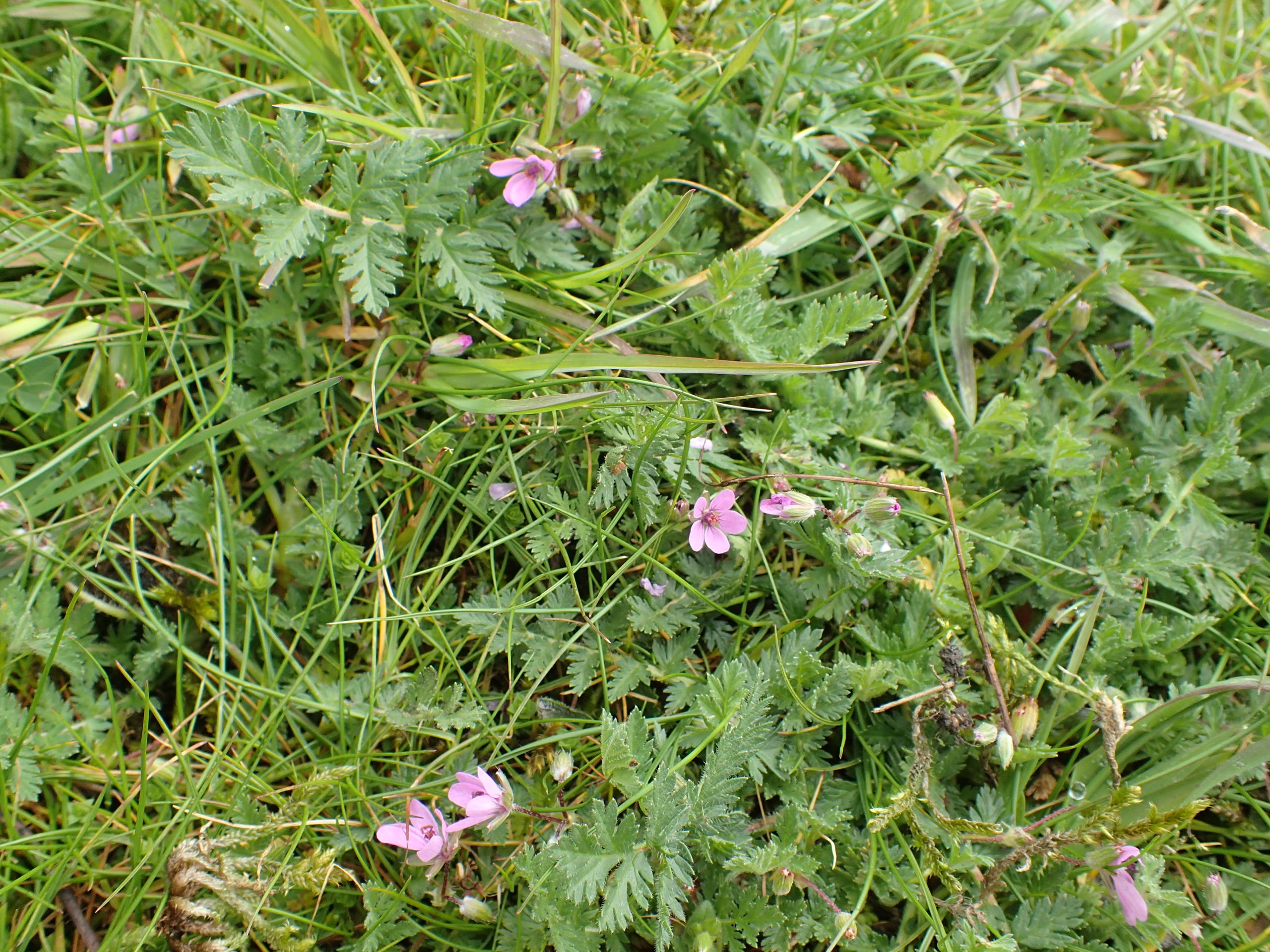 Lire la suite à propos de l’article Erodium cicutarium L.