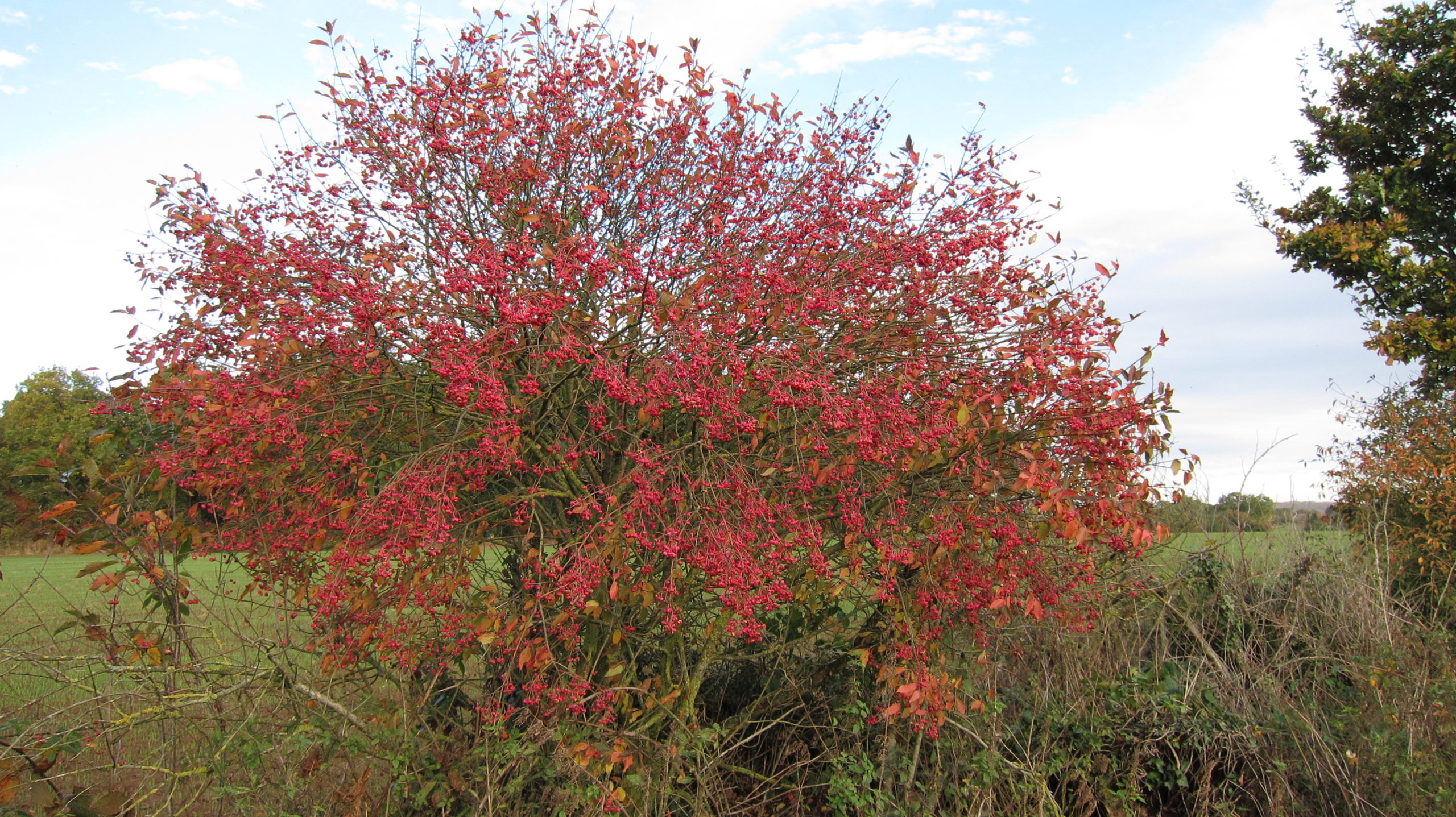 Lire la suite à propos de l’article Euonymus europaeus L.