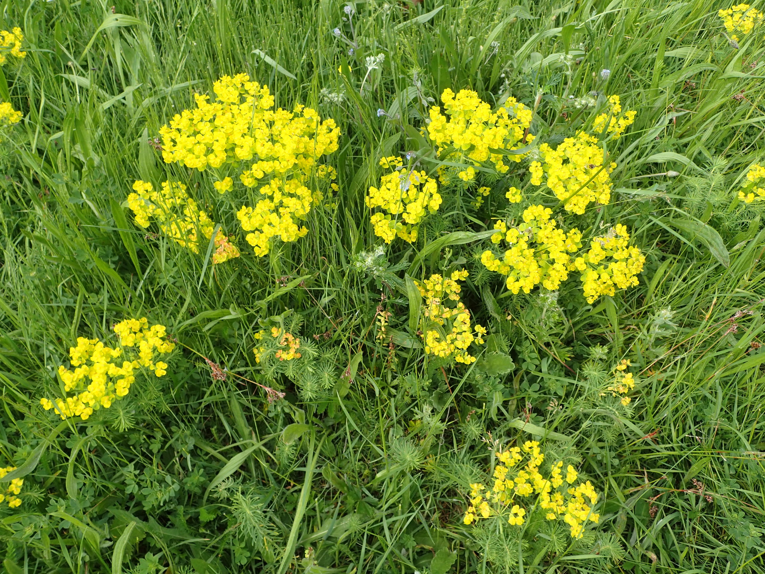 Lire la suite à propos de l’article Euphorbia cyparissias L.