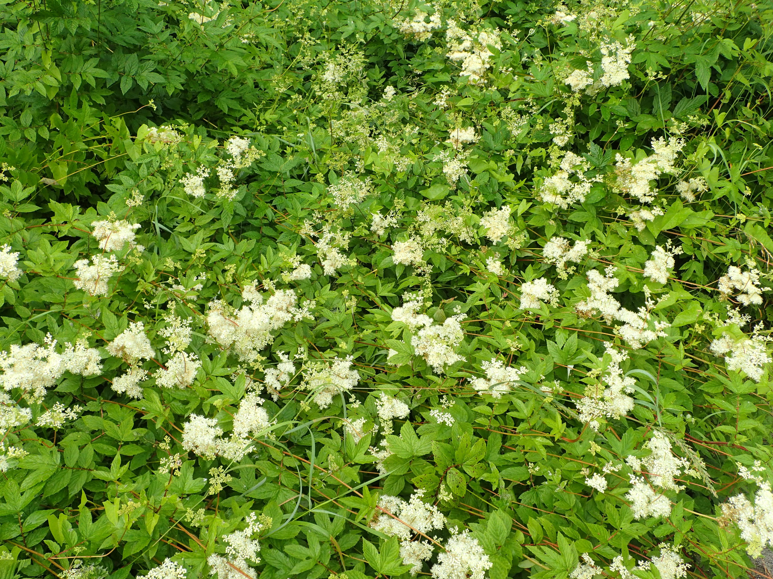 Lire la suite à propos de l’article Filipendula ulmaria (L.) Maxim.