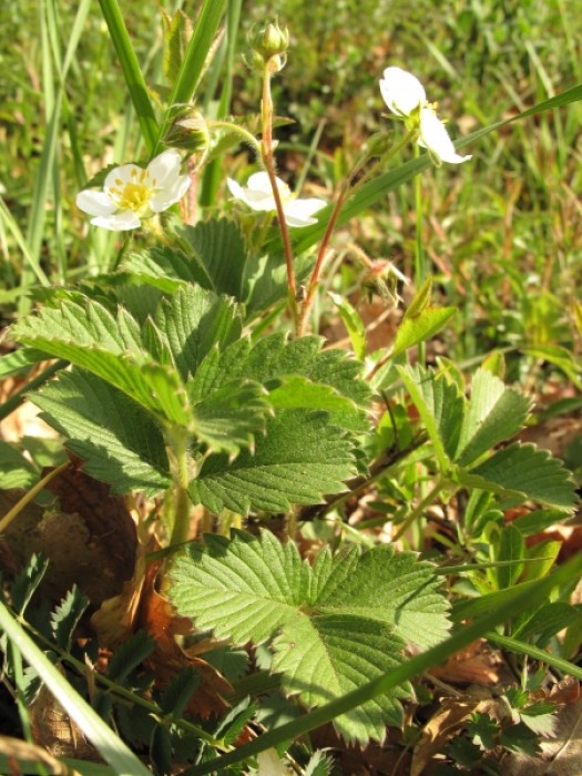 Lire la suite à propos de l’article Fragaria viridis Ehrh.