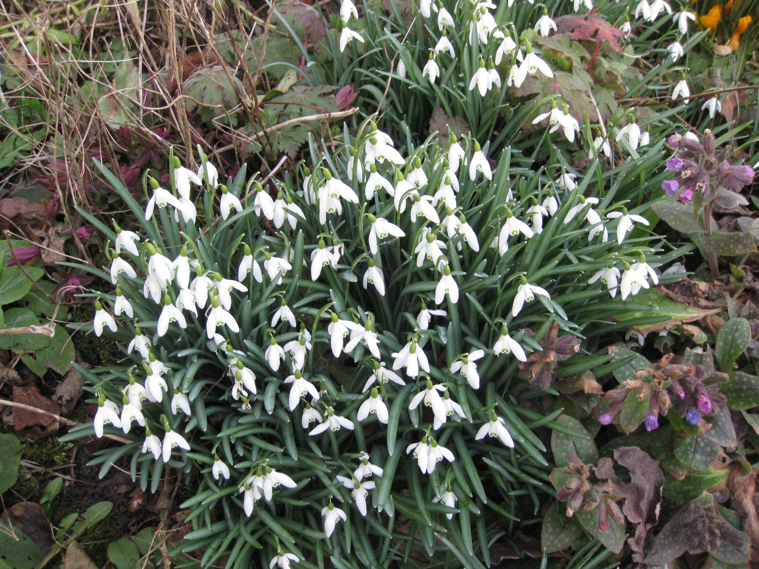 Lire la suite à propos de l’article Galanthus nivalis L.