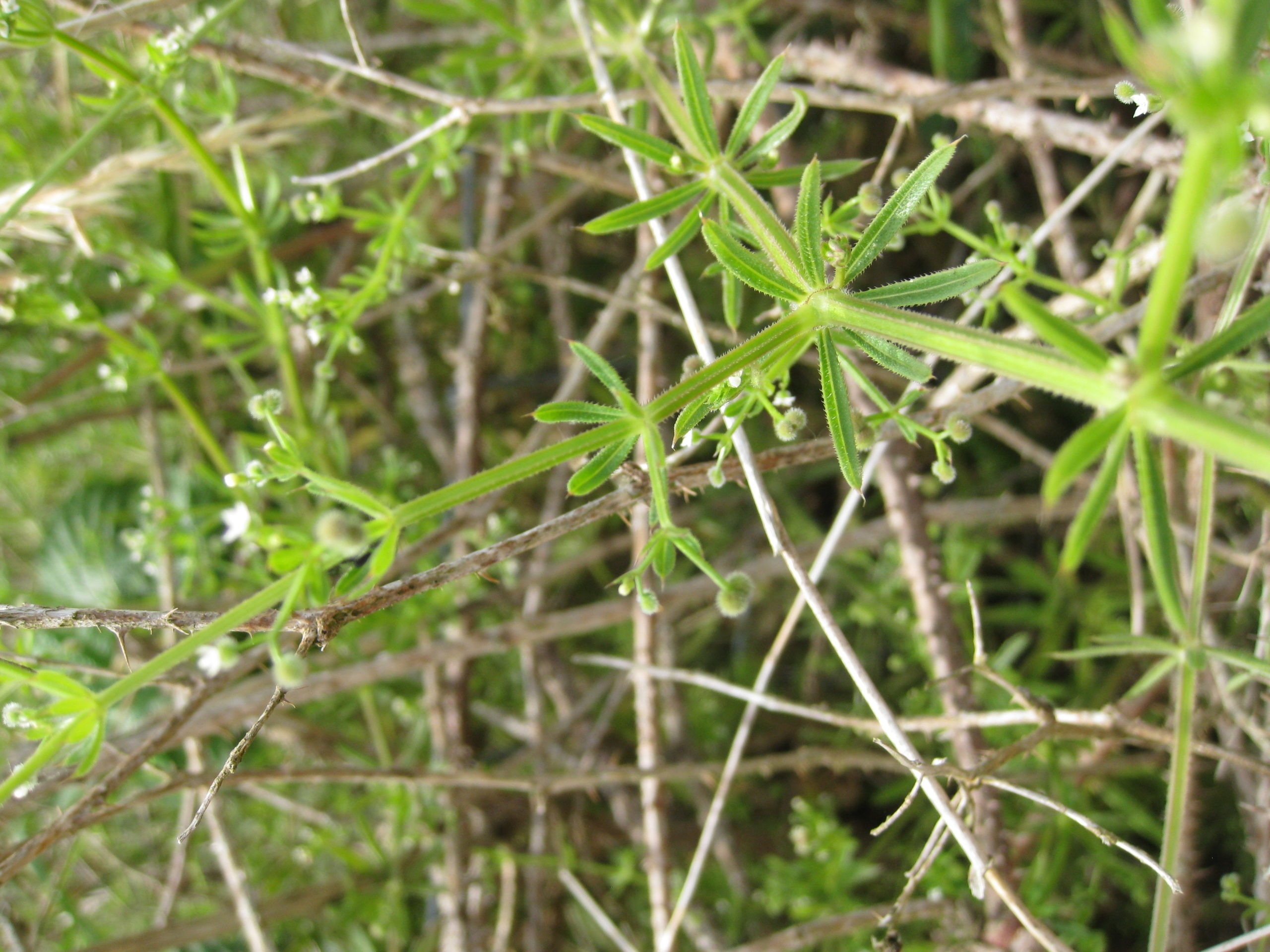 Lire la suite à propos de l’article Galium aparine L.