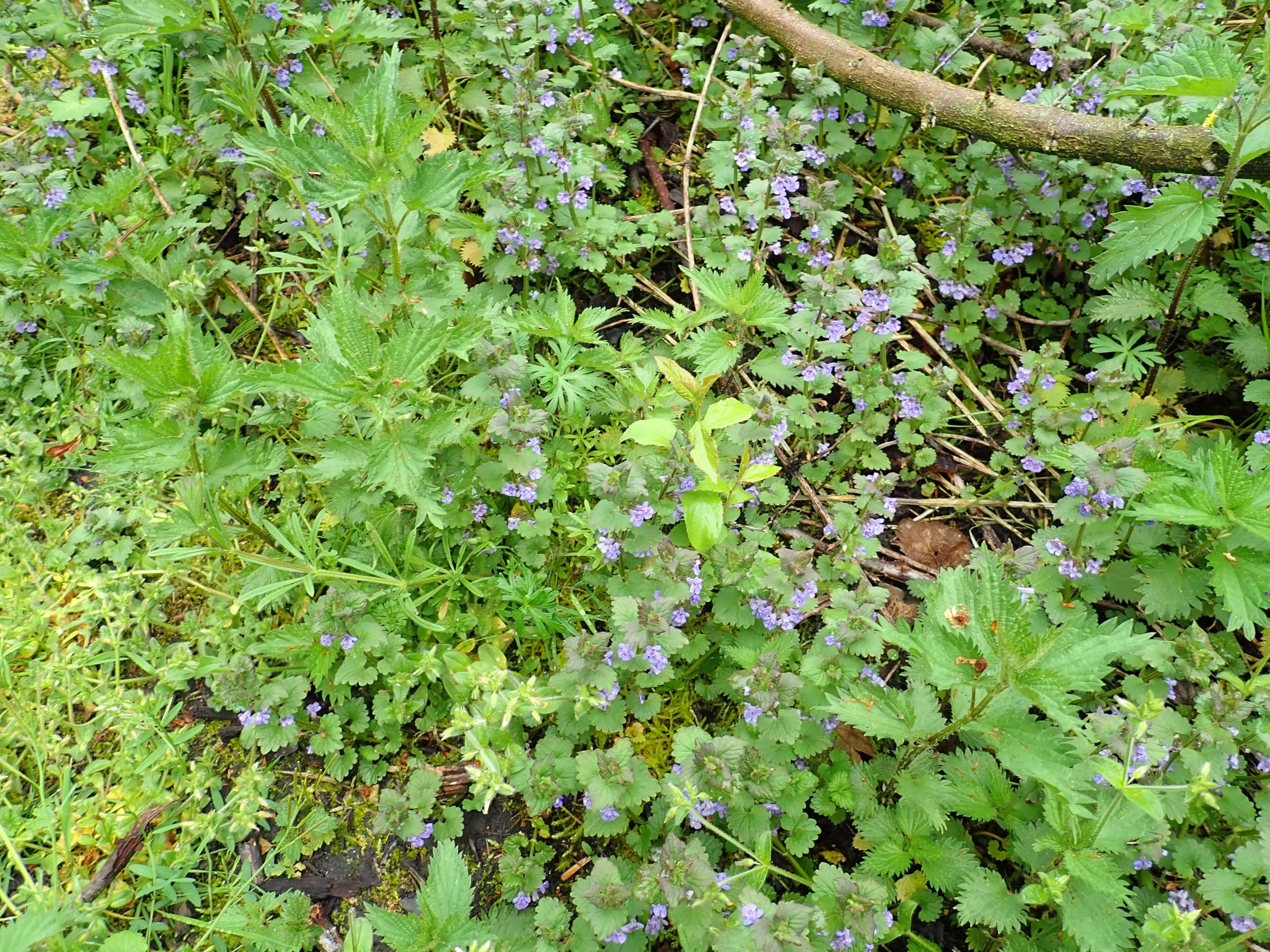 Lire la suite à propos de l’article Glechoma hederacea L.