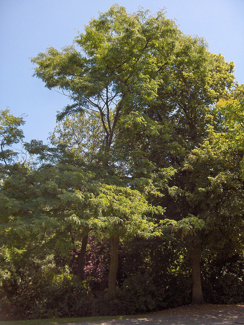 Lire la suite à propos de l’article Gleditsia triacanthos L.