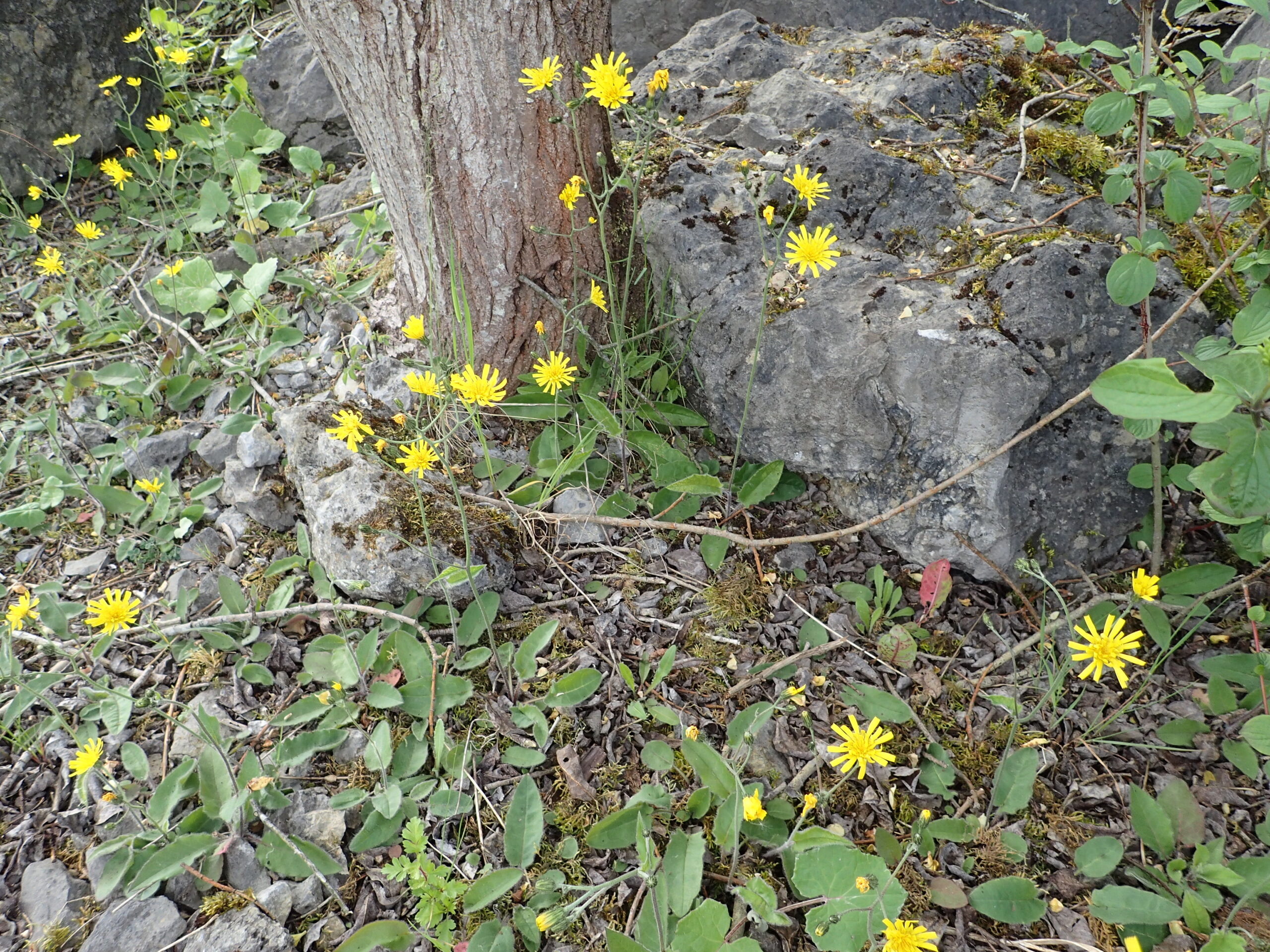 Lire la suite à propos de l’article Hieracium murorum