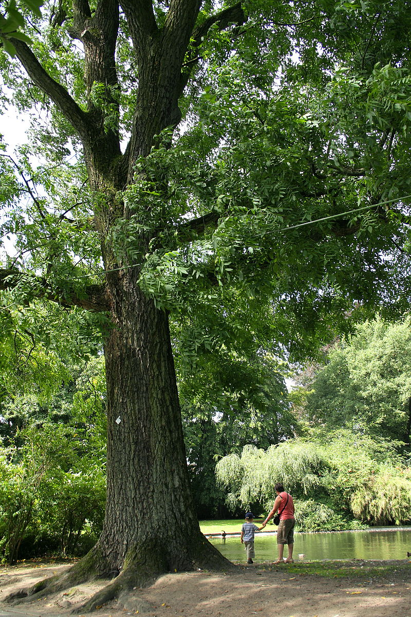 Lire la suite à propos de l’article Juglans X intermedia Carr. Var Vilmoreana