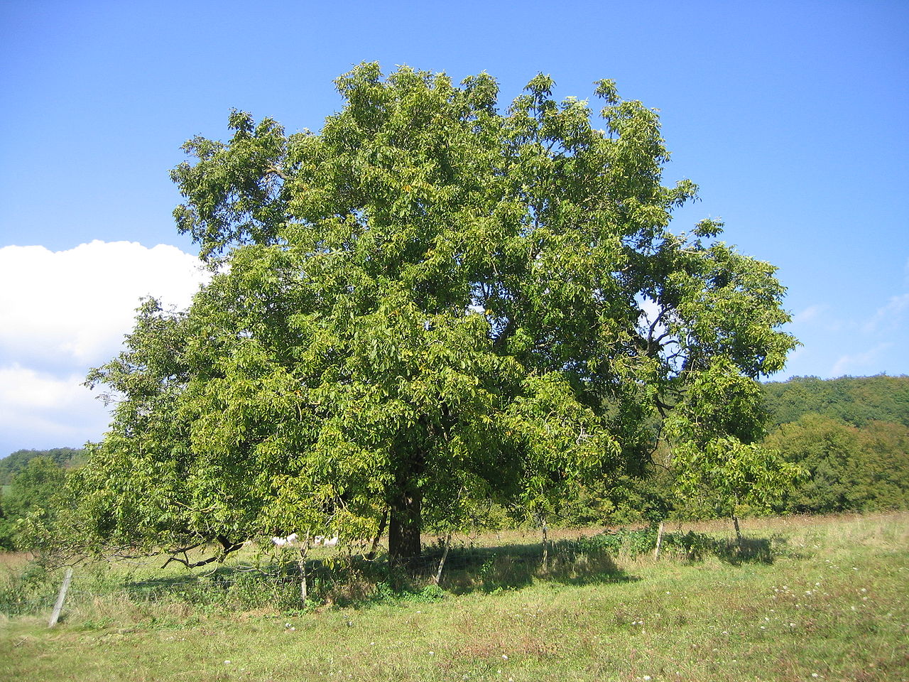 Lire la suite à propos de l’article Juglans regia L.