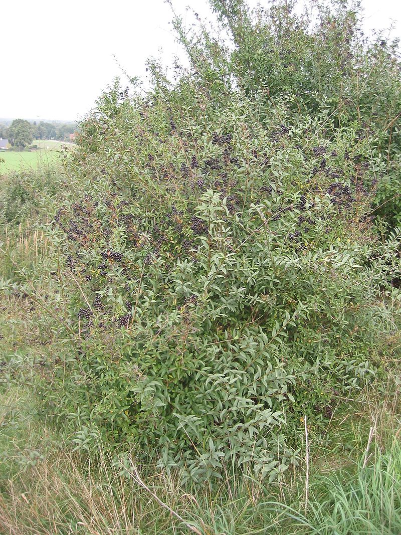 Lire la suite à propos de l’article Ligustrum vulgare L.