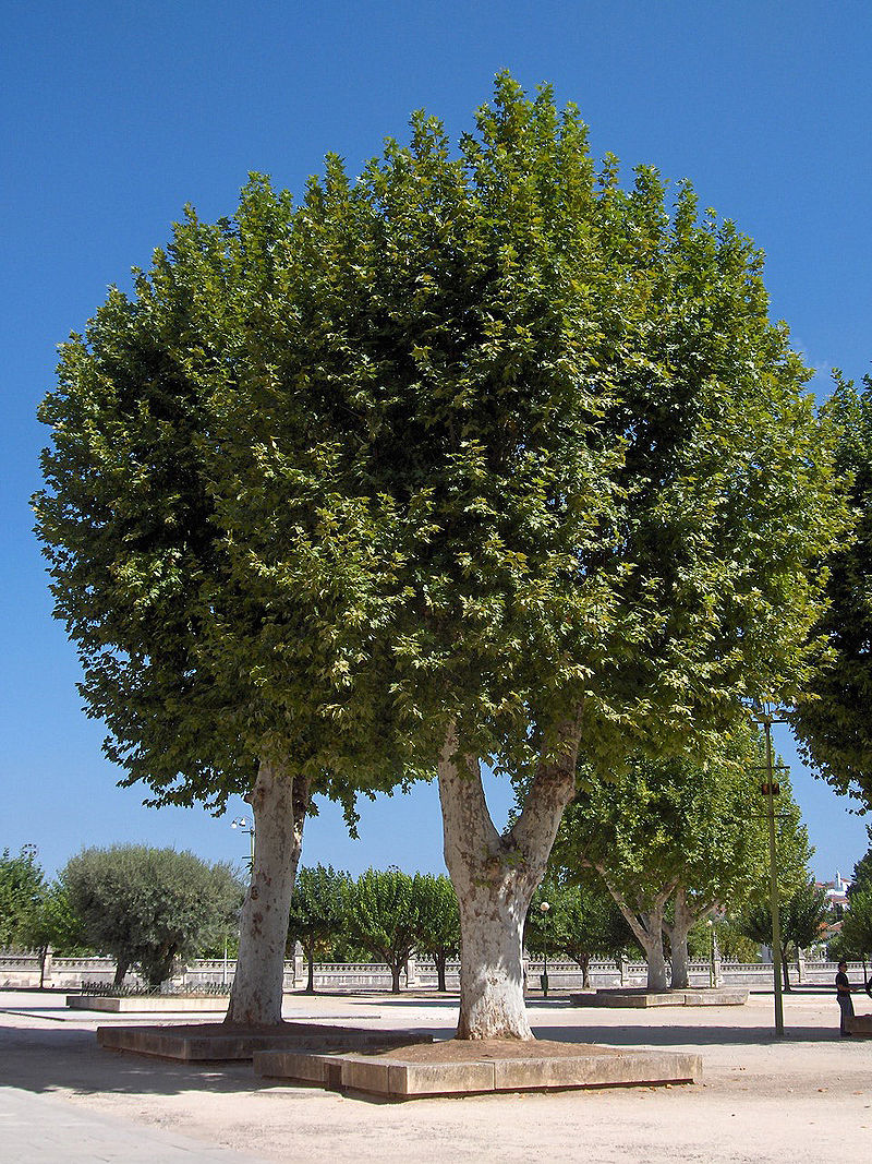 Lire la suite à propos de l’article Platanus x hispanica Munchh. (Syn. : P. x acerifolia (Ait.) Willd)