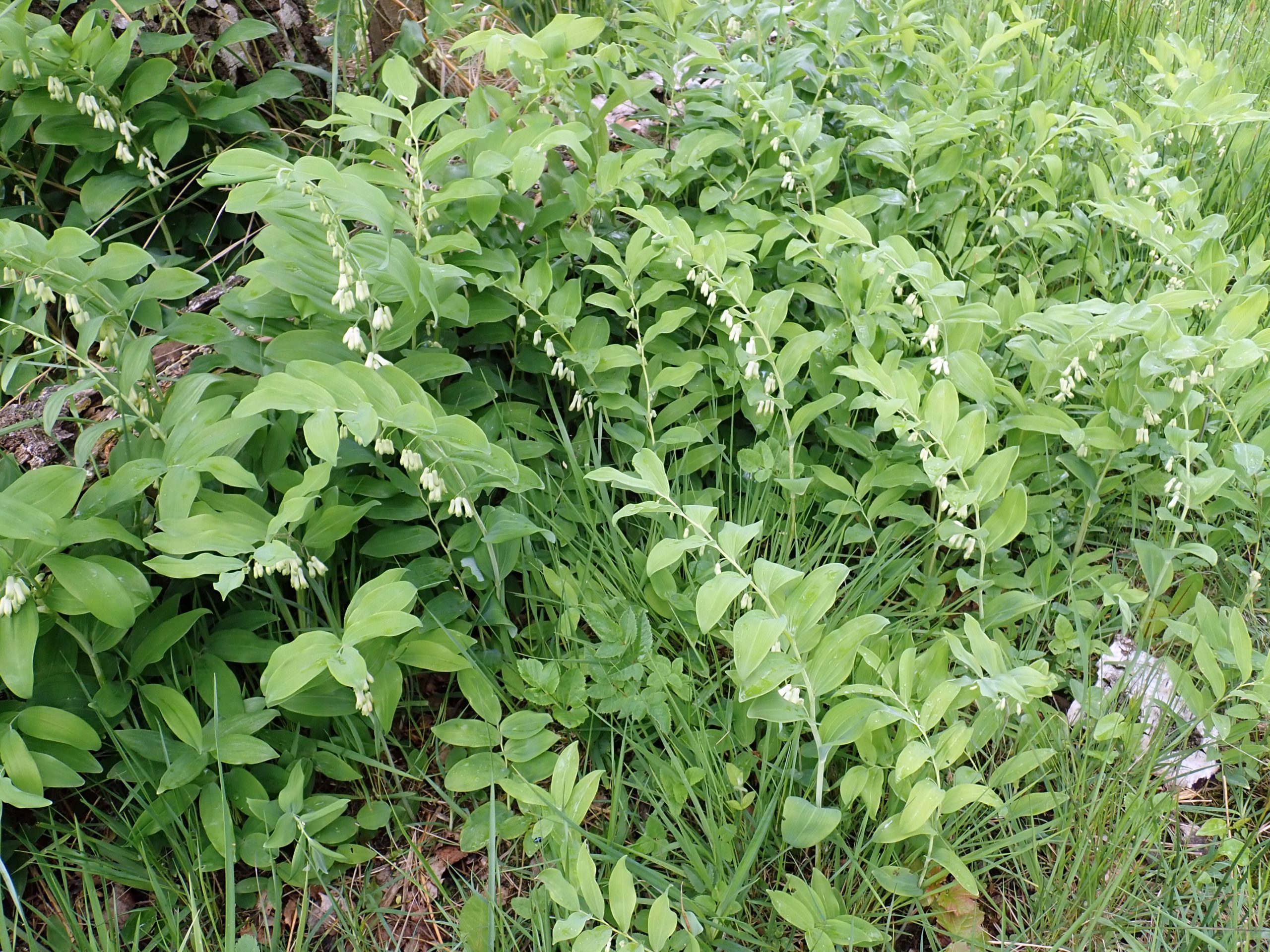 Lire la suite à propos de l’article Polygonatum multiflorum
